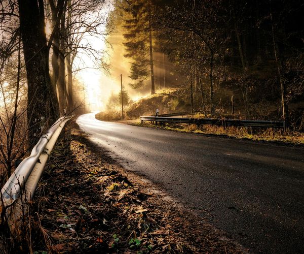 A winding path in a peaceful forest, symbolizing a personal journey.